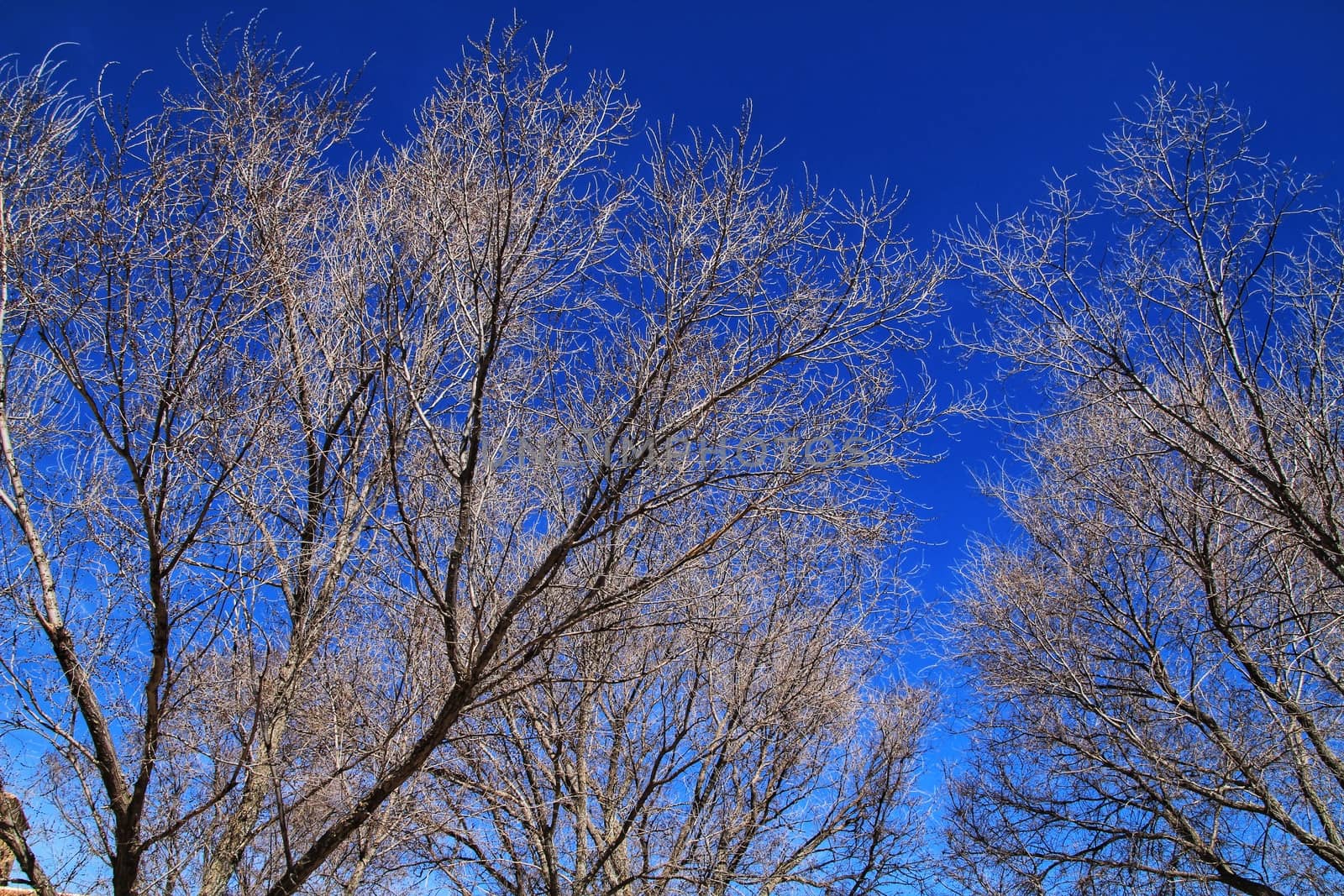 Dry Branch texture under blue sky in winter
