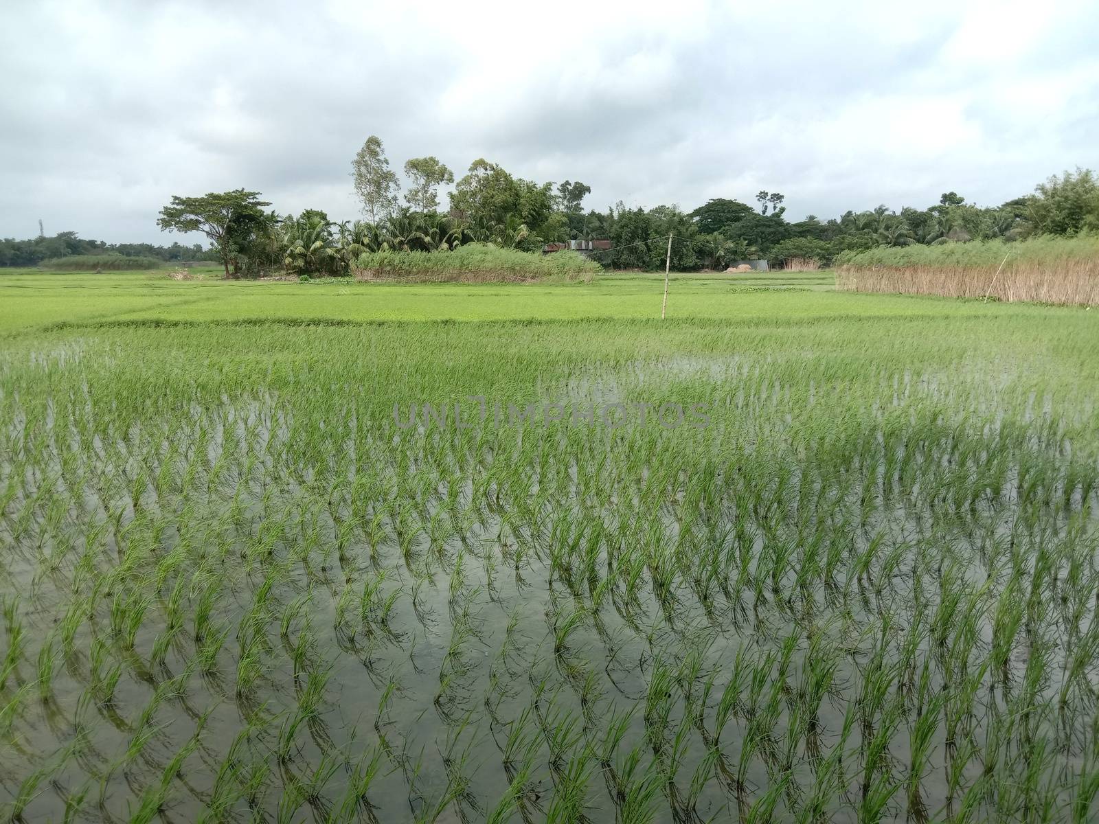 paddy firm view with nature and sky