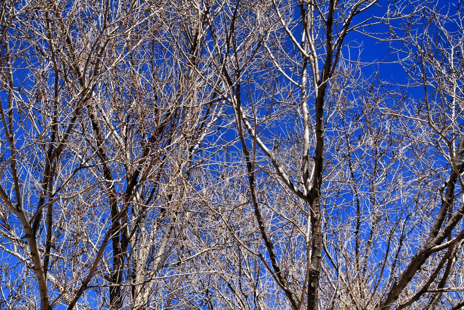 Dry Branch texture under blue sky in winter