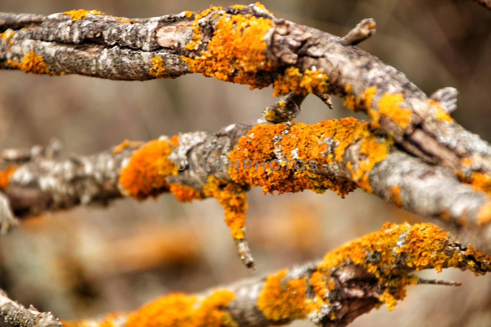 Colorful Dry tree branches with moss texture in the mountain in winter