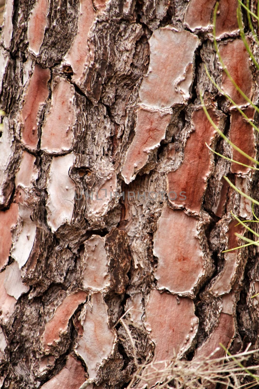 Pine bark texture under the sun by soniabonet