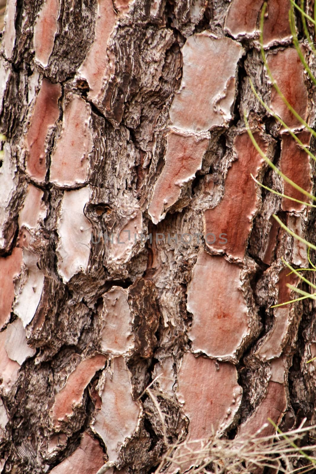 Beautiful pine bark texture in the forest