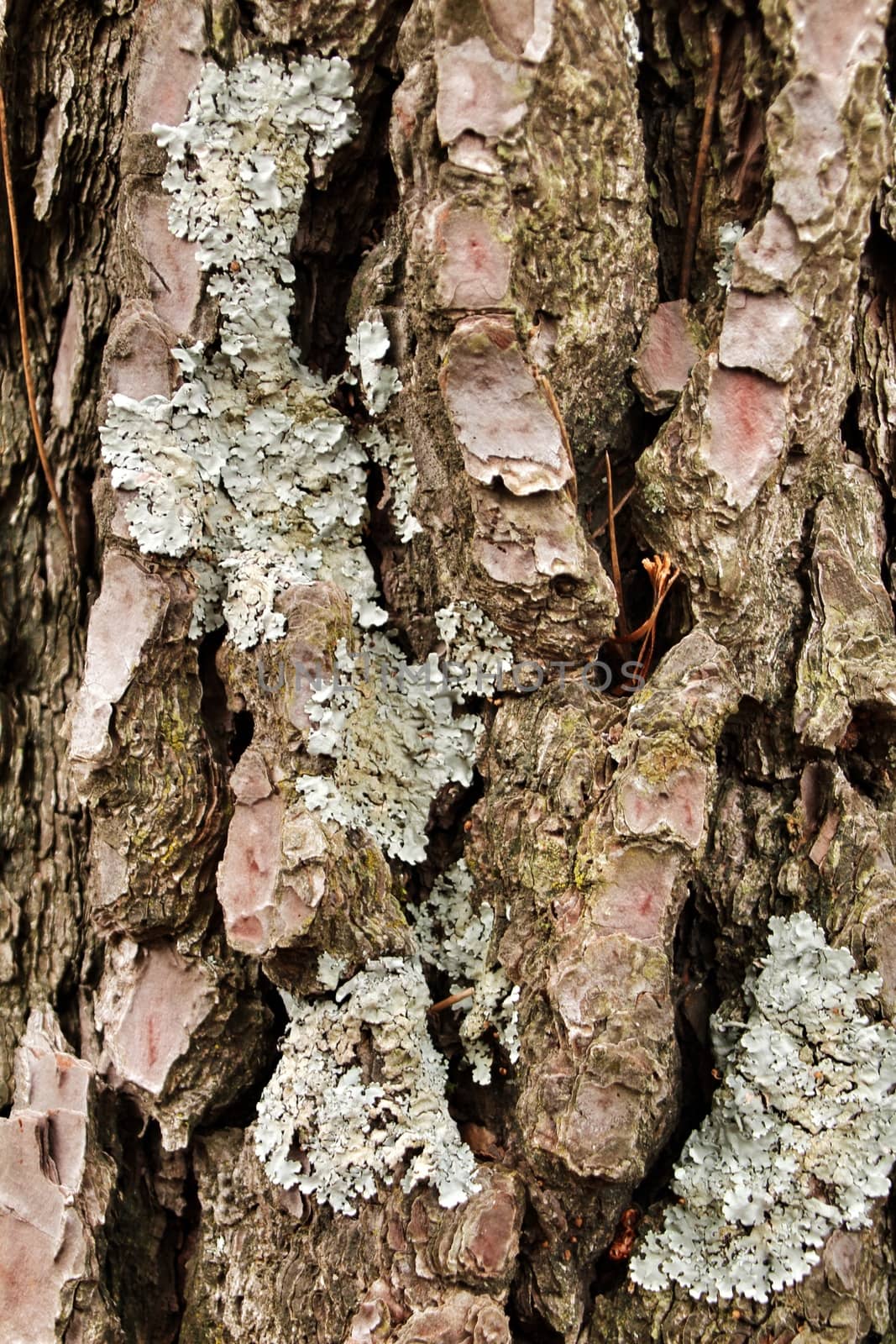 Beautiful pine bark texture in the forest