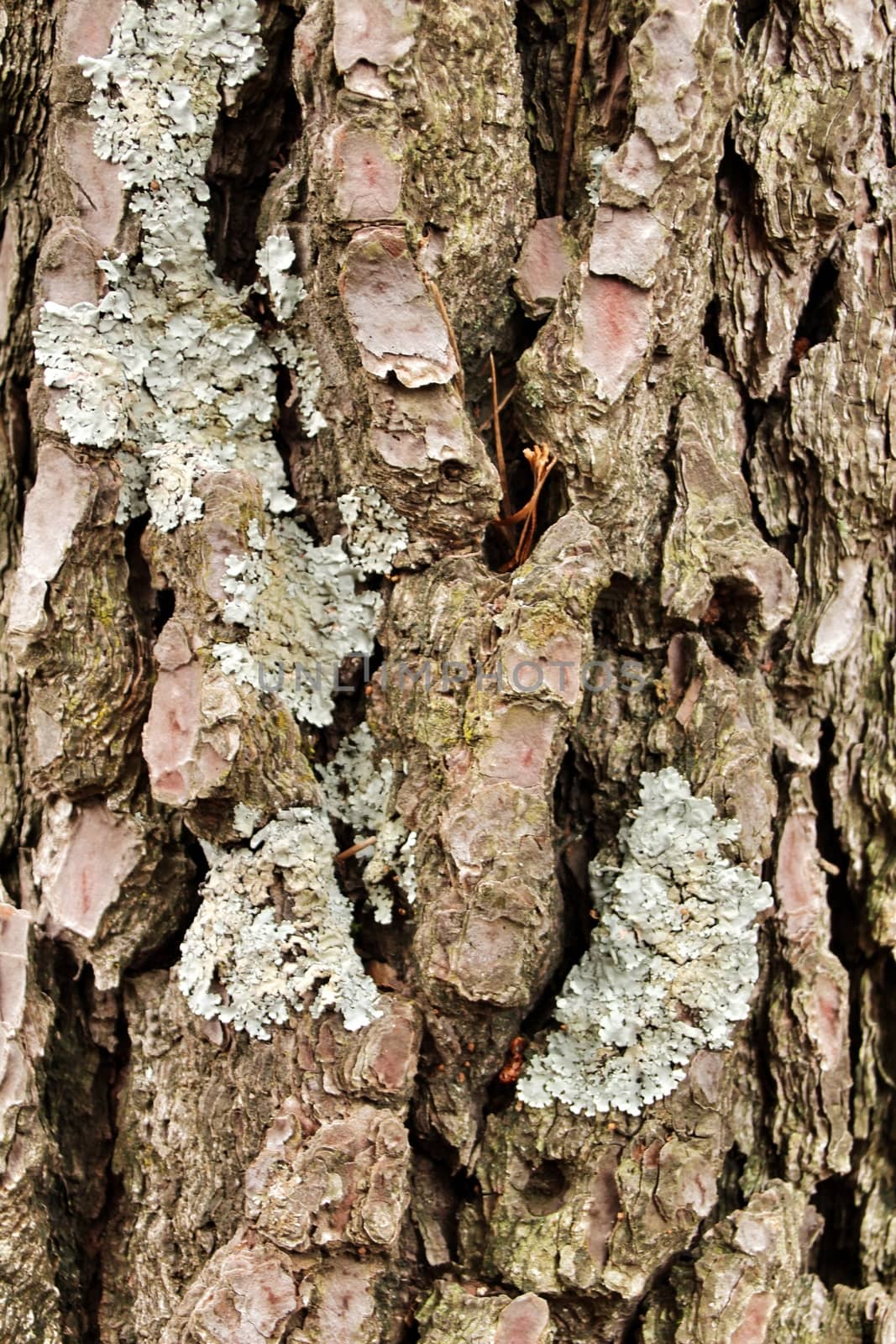 Beautiful pine bark texture in the forest