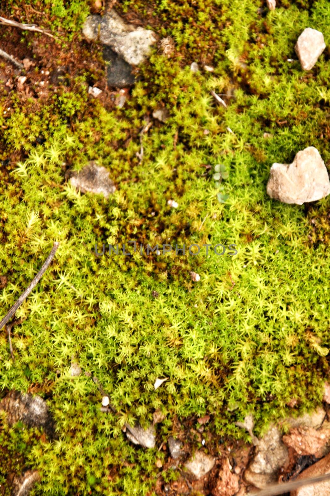 Polytrichum commune texture in the forest in winter