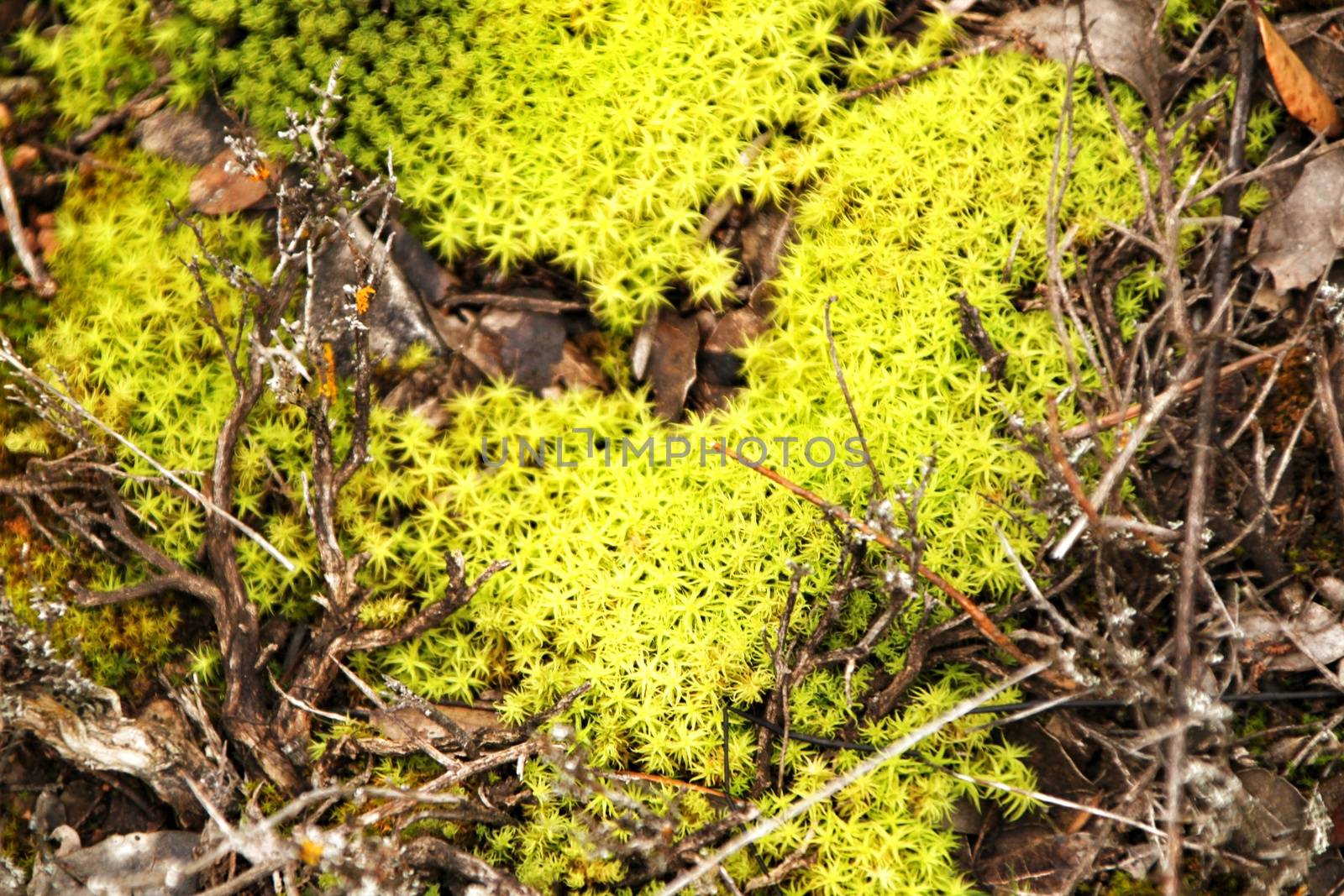 Polytrichum commune texture in the forest in winter