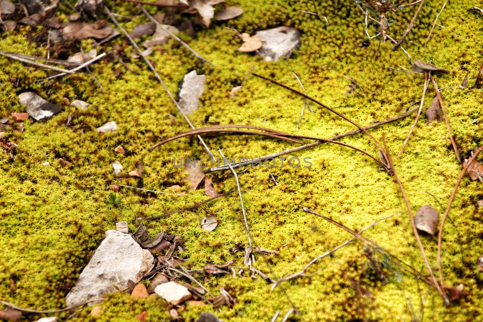 Polytrichum commune texture in the forest in winter
