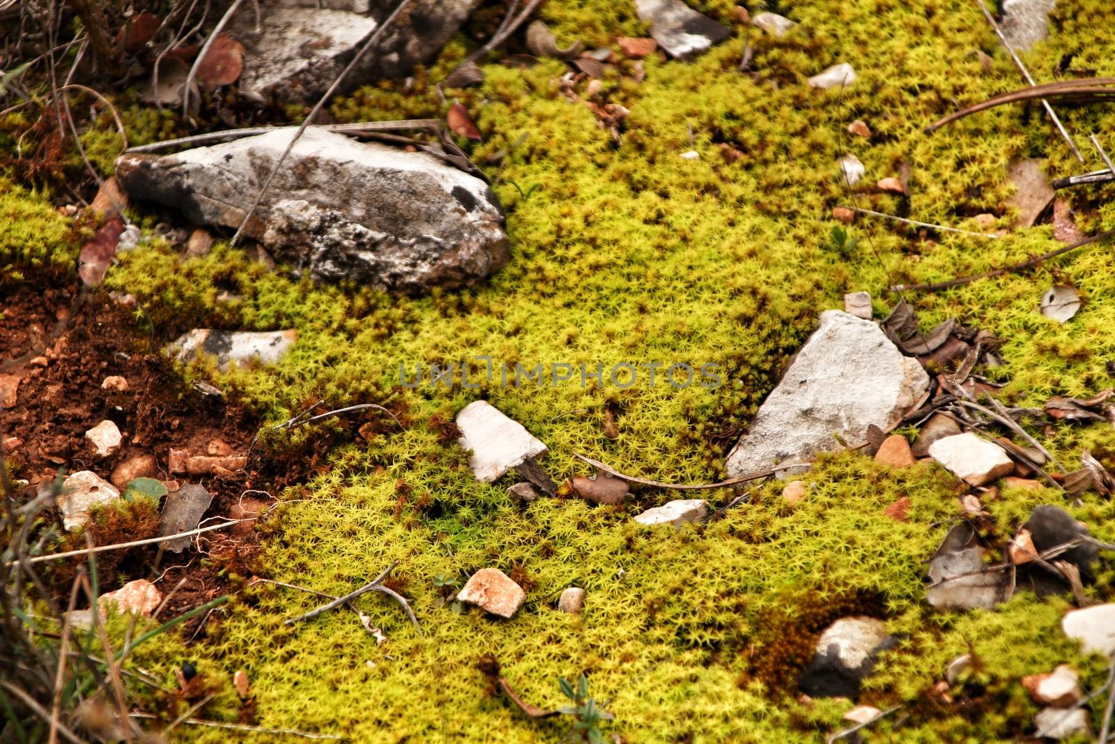 Polytrichum commune texture in the forest in winter