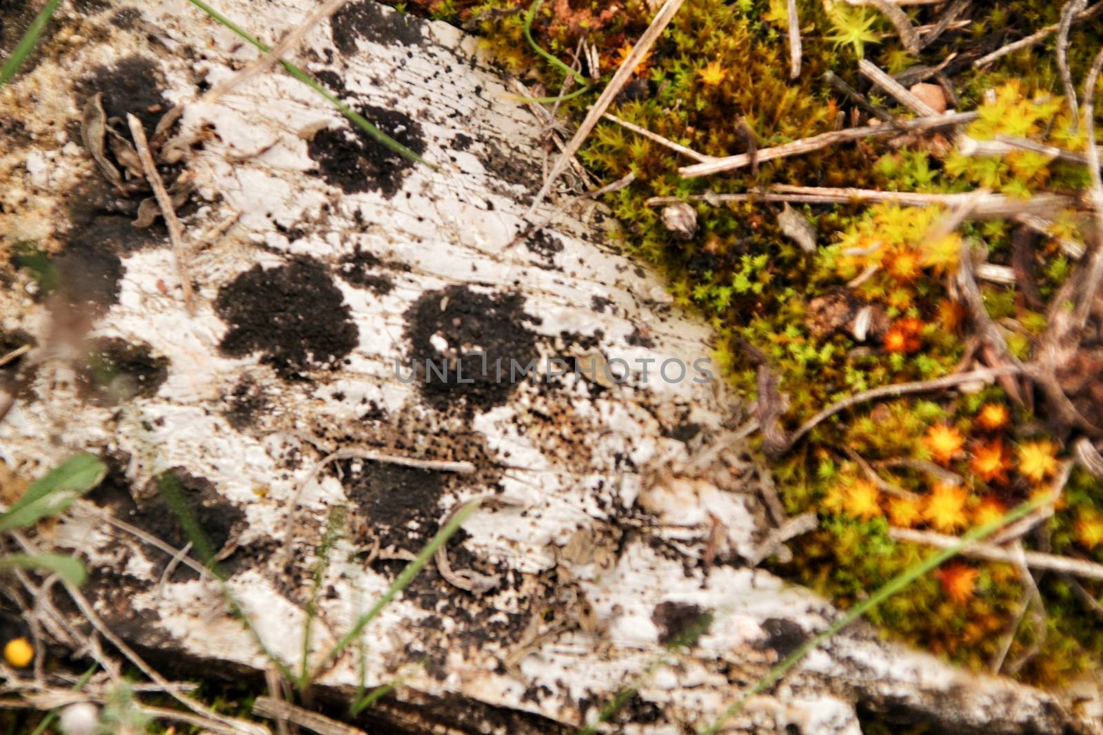 Colorful texture of moss on gray stone in the forest