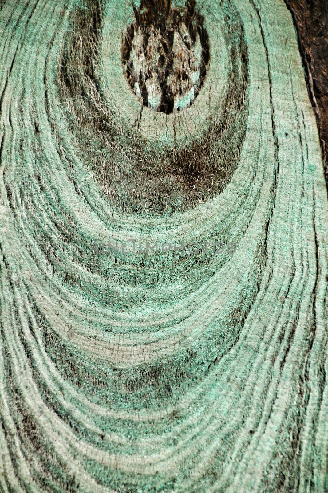 Cut tree trunk ring texture in the forest