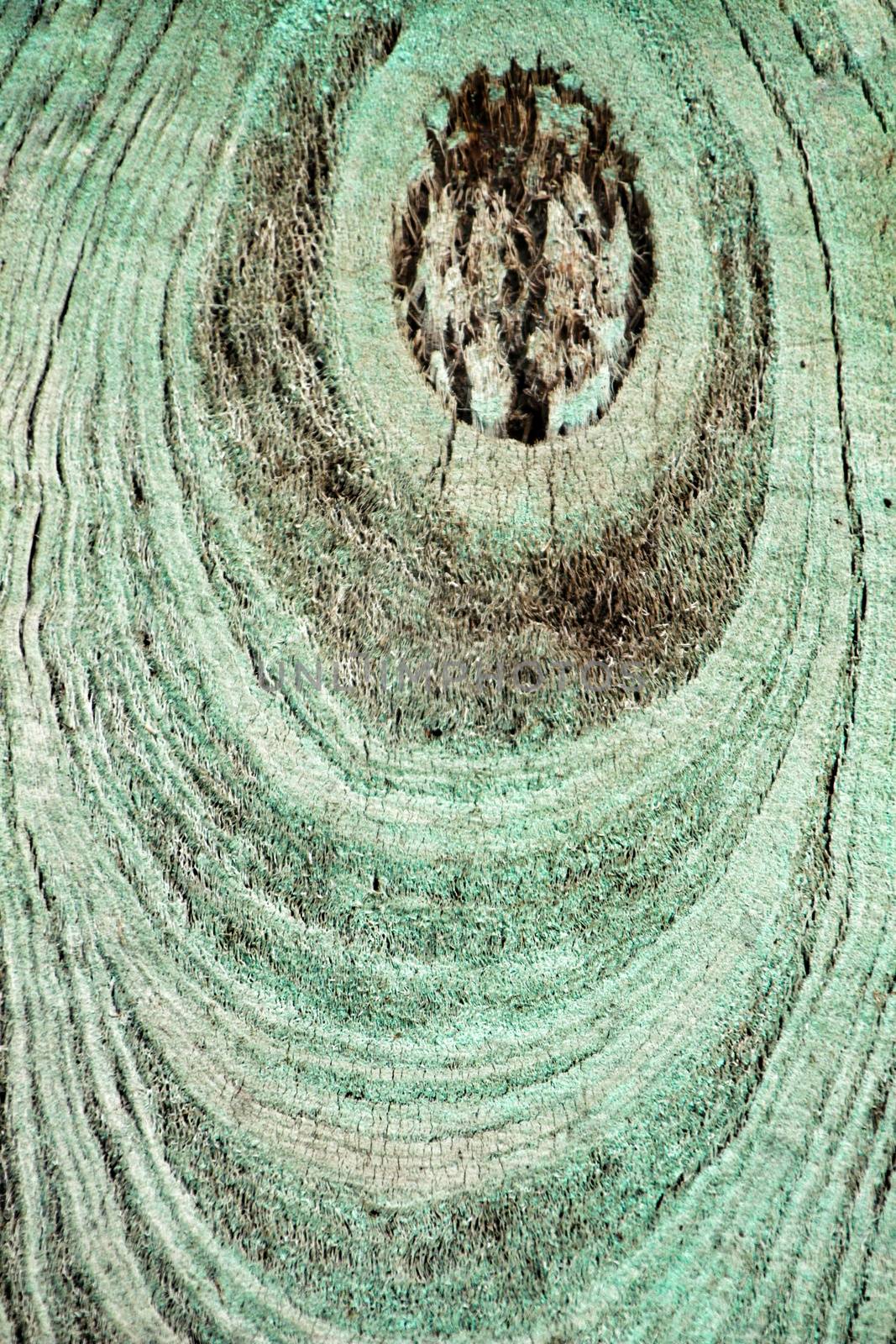 Cut tree trunk ring texture in the forest