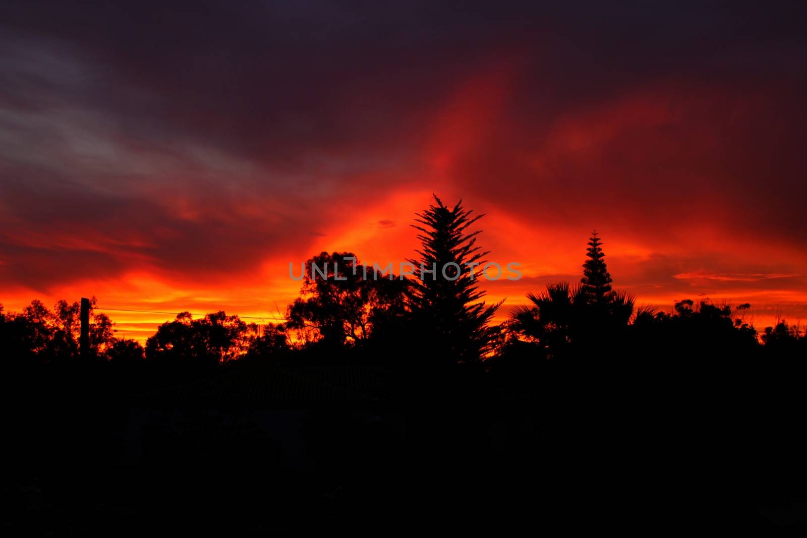 Spectacular sunset with fire color in the forest
