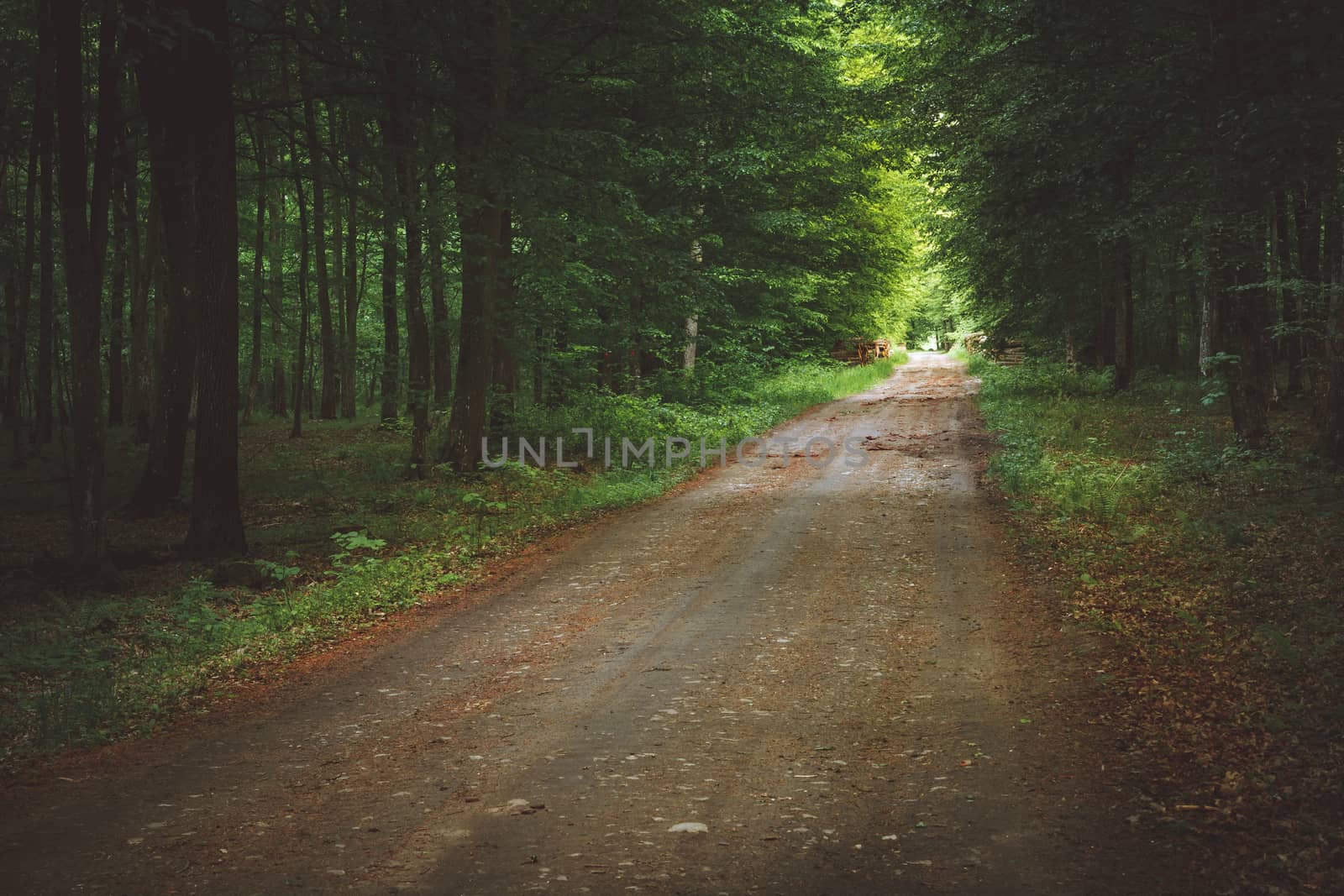 A road in a mysterious forest, Landscape Park, Nowiny, Poland by darekb22