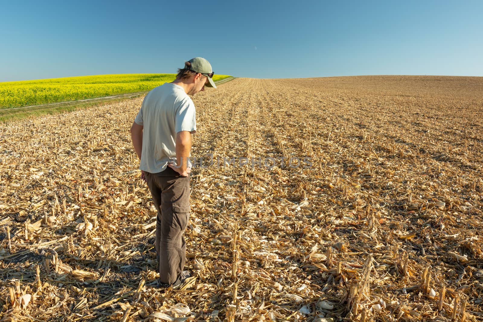 Man a farmer looking at a mown field, sunny rural view