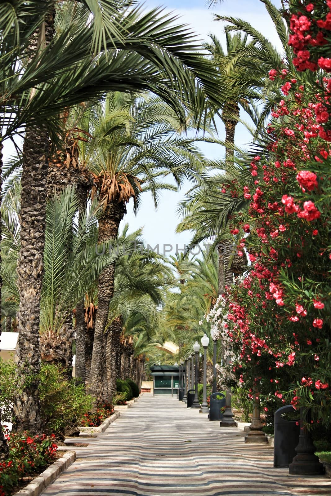 Maritime Promenade called Explanada in Alicante by soniabonet