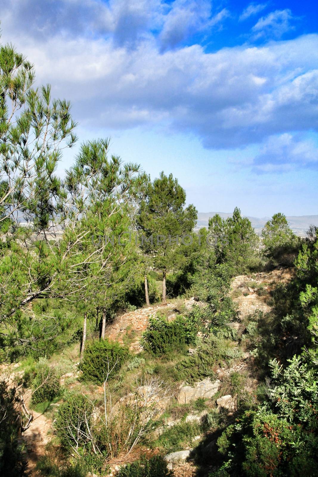 Countryside landscape with native bushes and conifers in Valencia, Spain