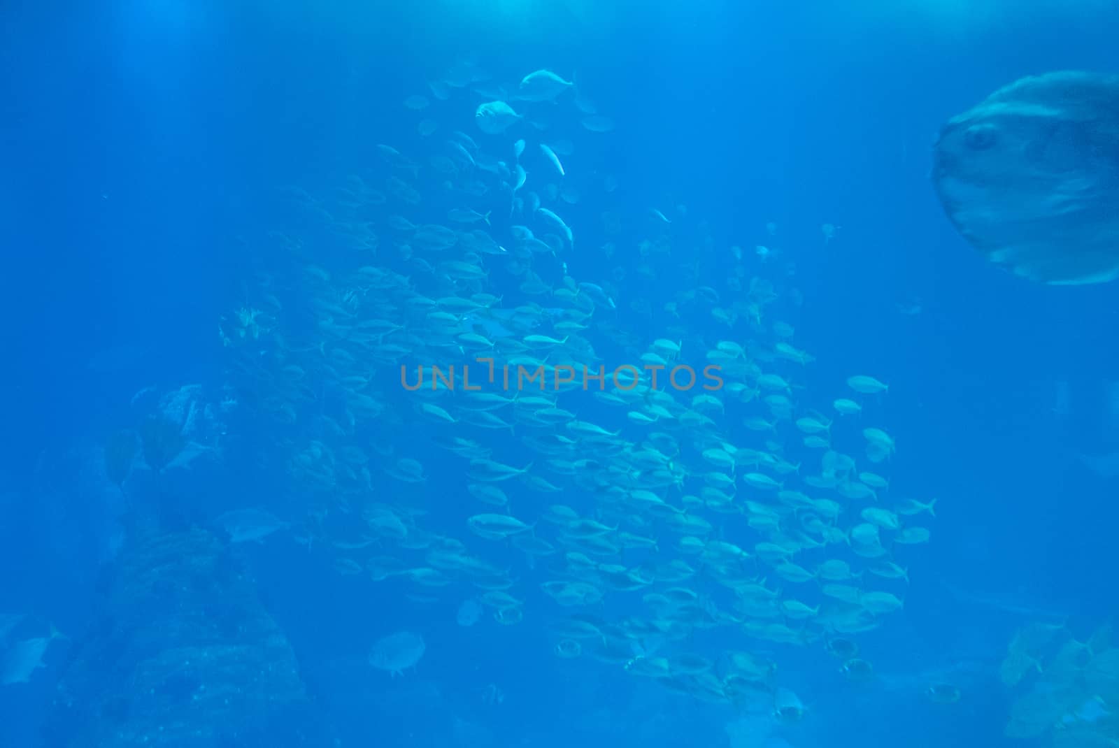 discovery of the city of Lisbon in Portugal. Romantic weekend in Europe. Oceanário of Lisboa. Portugal