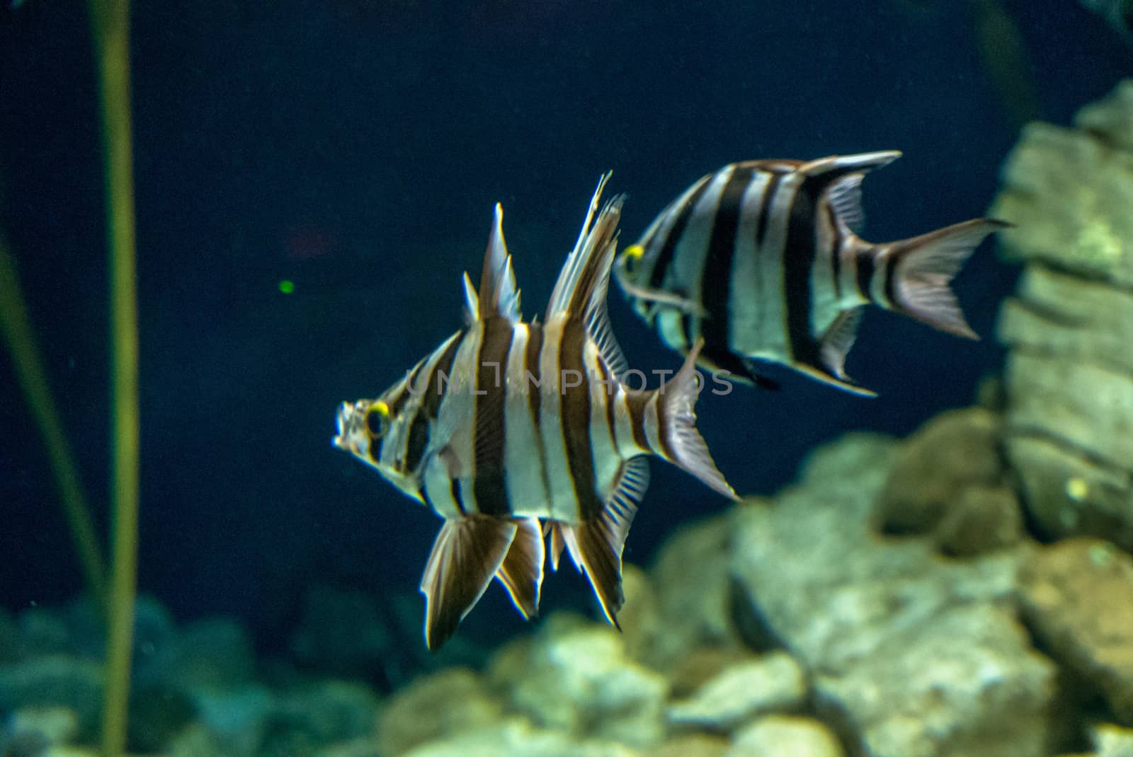 discovery of the city of Lisbon in Portugal. Romantic weekend in Europe. Oceanário of Lisboa. Portugal