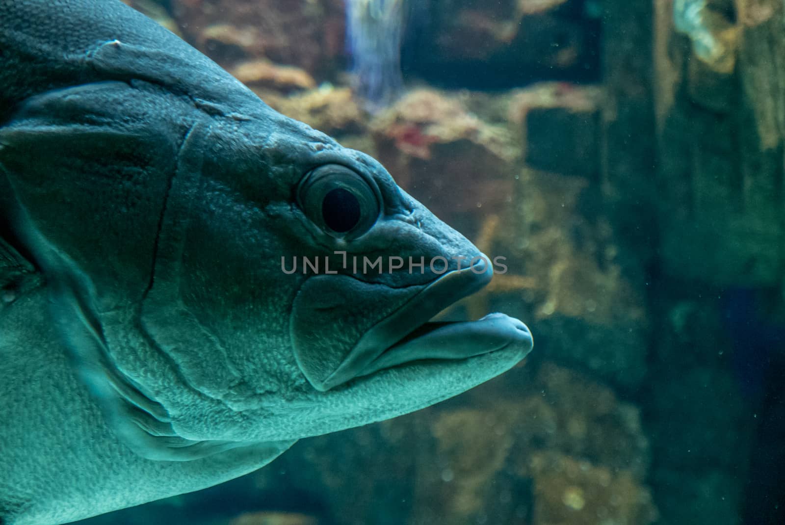 discovery of the city of Lisbon in Portugal. Romantic weekend in Europe. Oceanário of Lisboa. Portugal