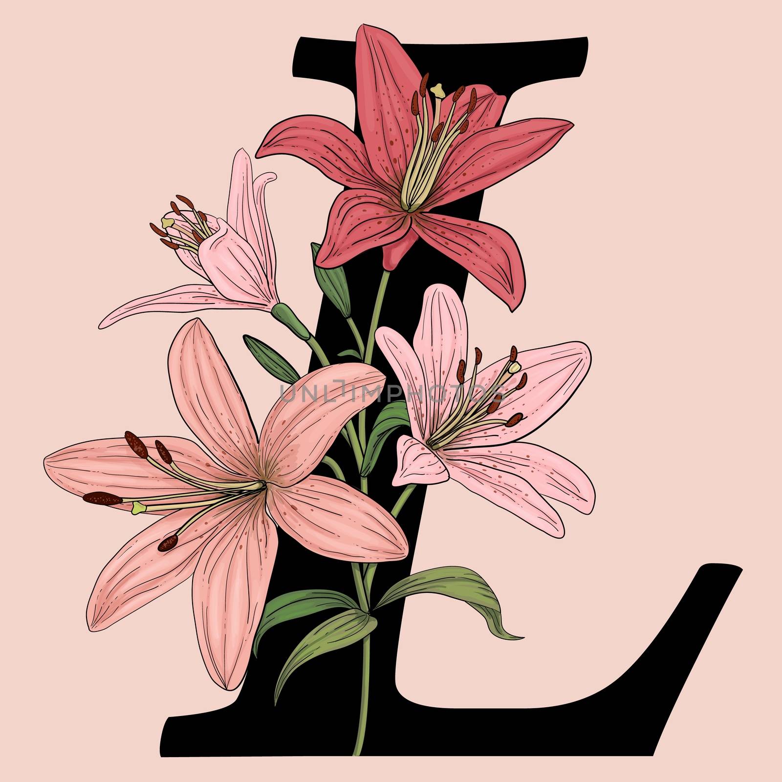 Letter L vector logo monogram with pink lily flowers. by Sofir