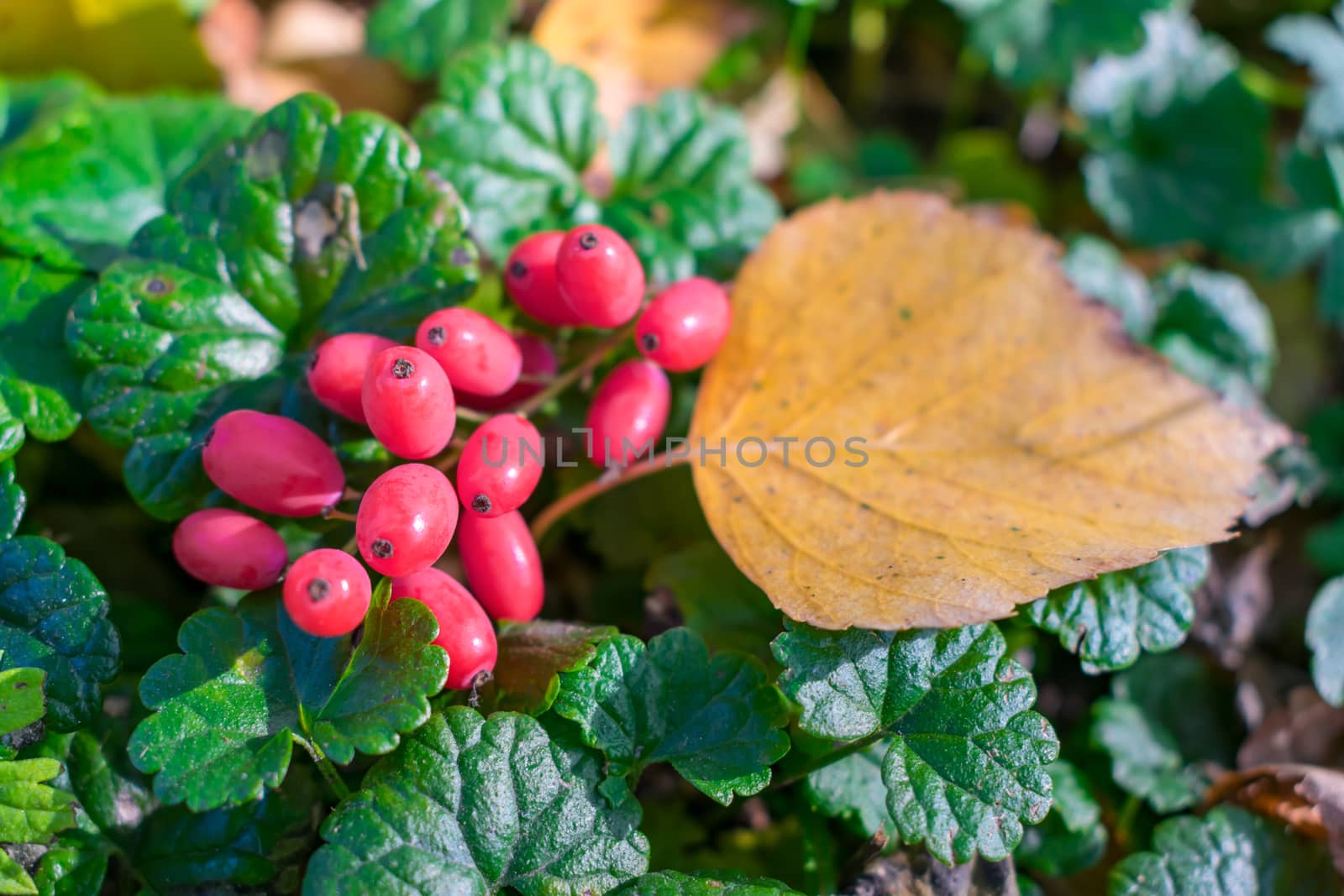 Red berries of barberry lie in green bushes on the ground