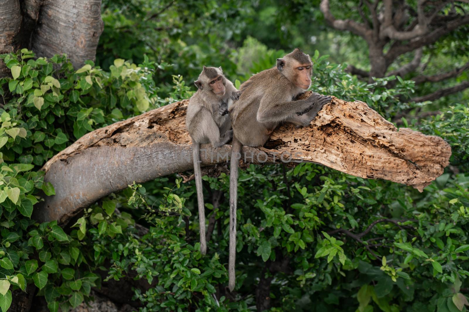 Monkey family on the tree in the forest by Buttus_casso