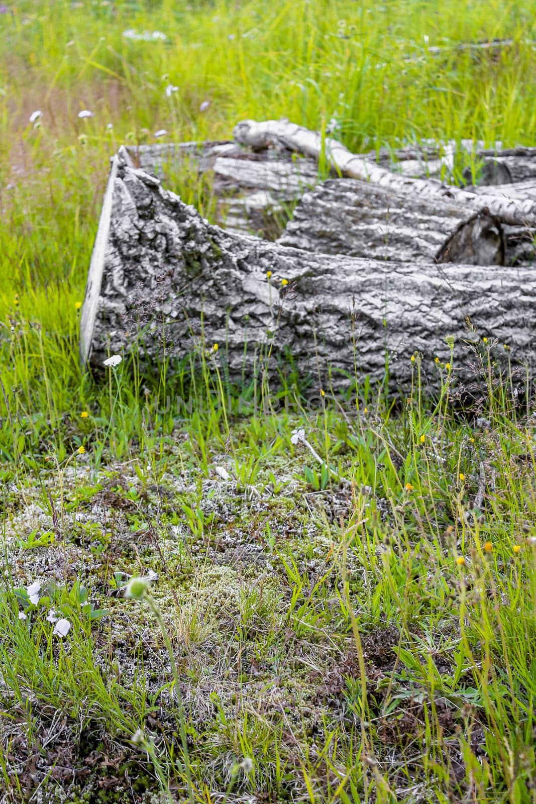 Old rotten log in a meadow Norway. by Arkadij