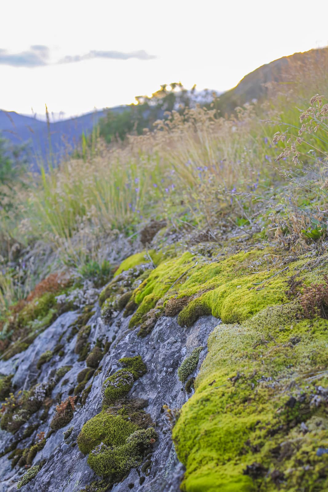 Moss and grass on rocks in Norway. by Arkadij