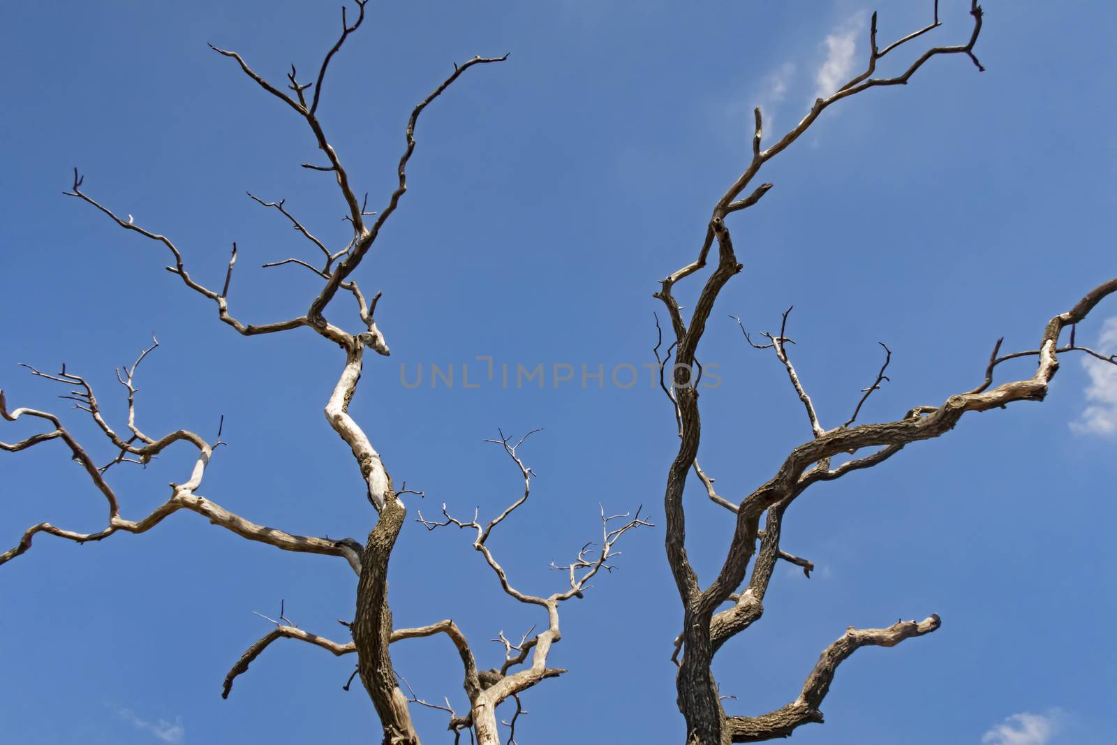 leafless tree branches in winter by yilmazsavaskandag