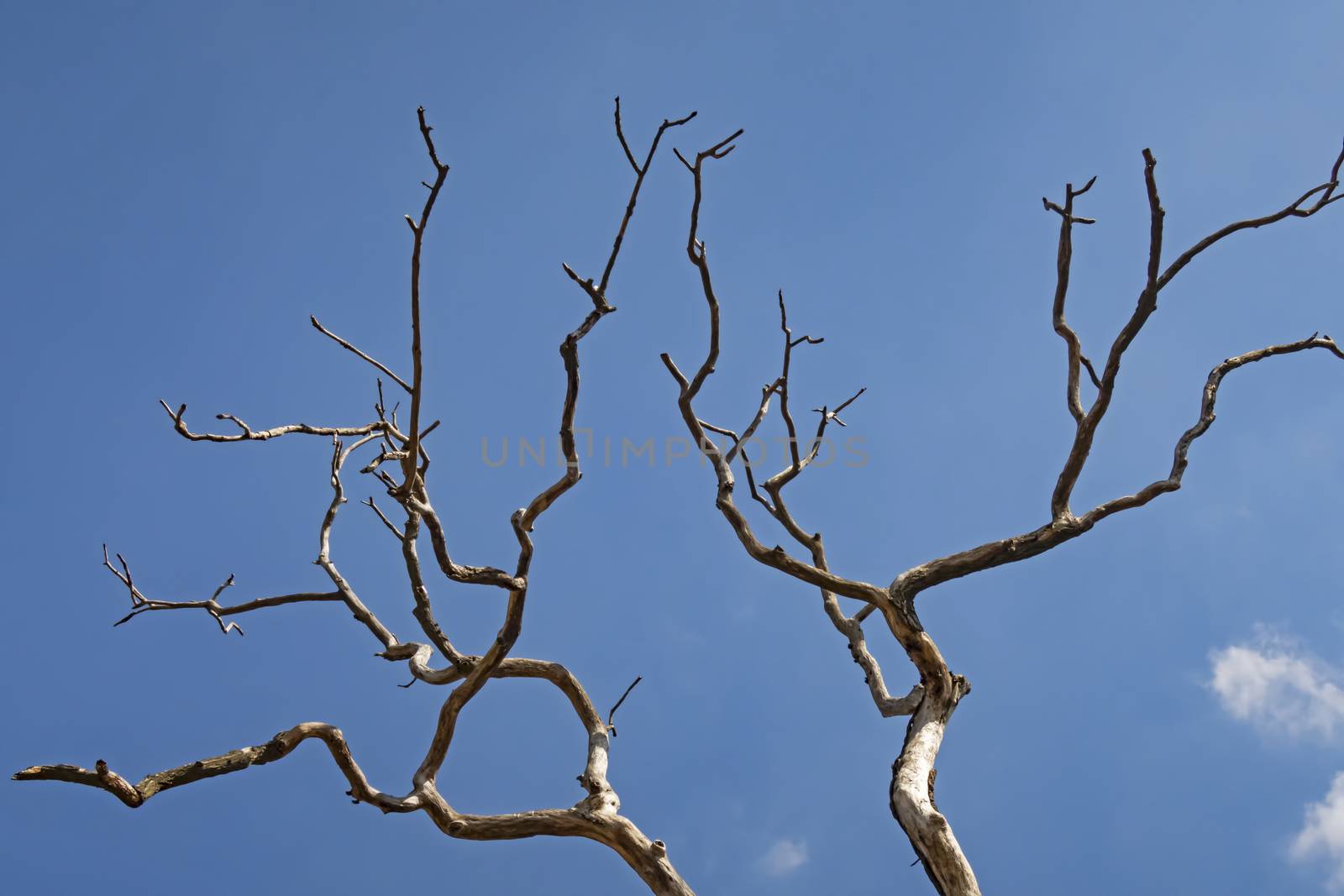 leafless tree branches in winter