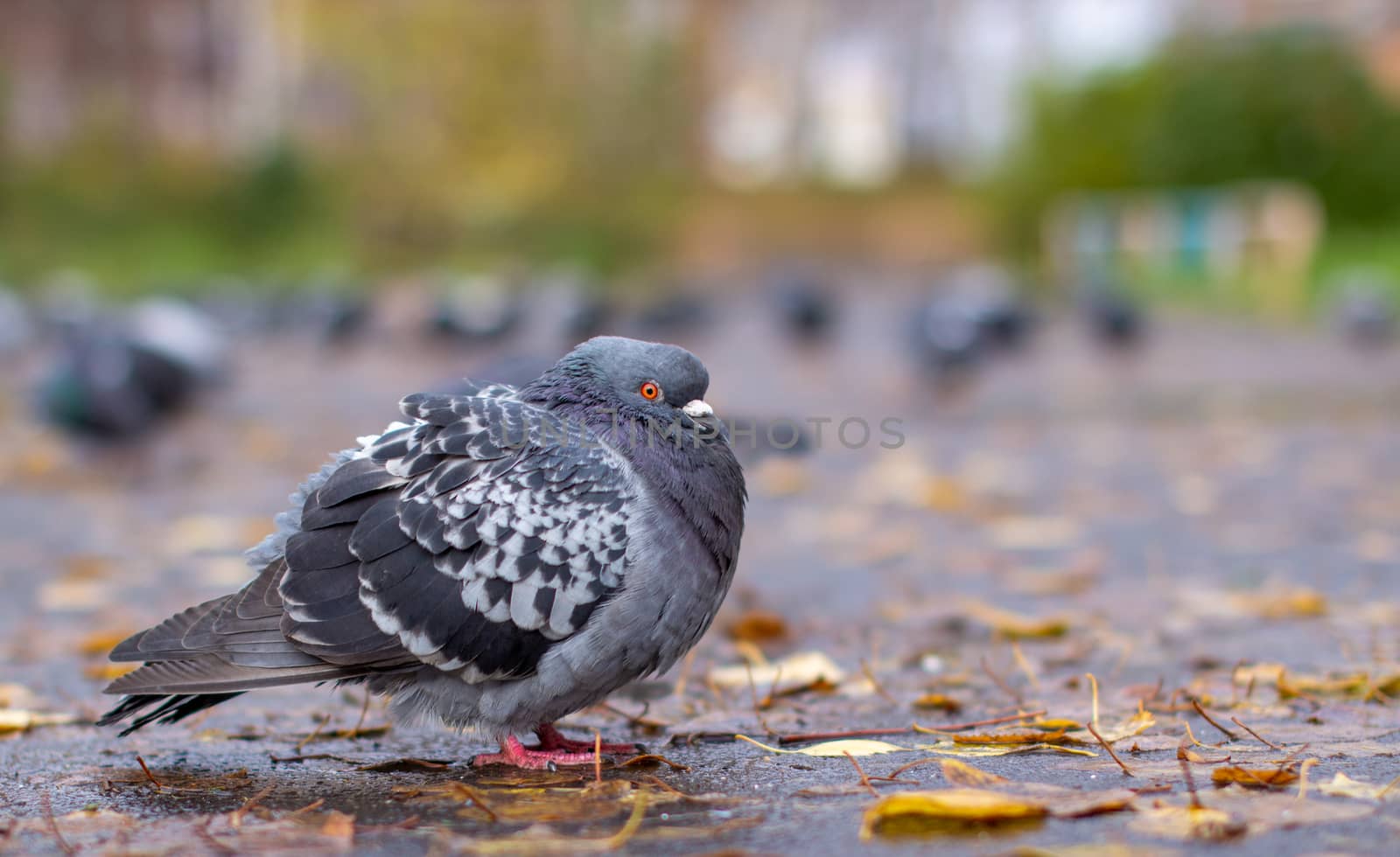 Beautiful dove with iridescent coloring on the pavement in the urban environment in the fall. Autumn leave. Pigeon looks at the camera