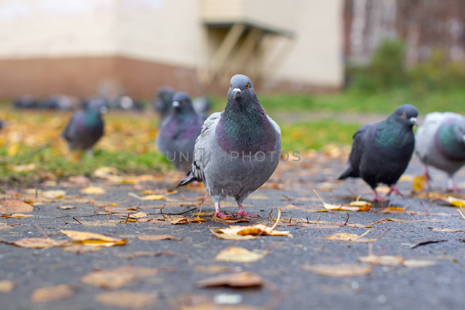 Beautiful dove with iridescent coloring on the pavement in the urban environment in the fall. Autumn leave. Pigeon looks at the camera