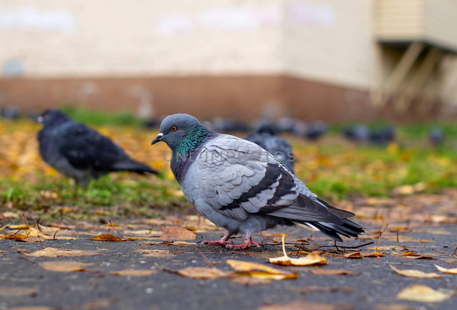 Beautiful dove with iridescent coloring on the pavement in the urban environment in the fall. Autumn leave. Side view