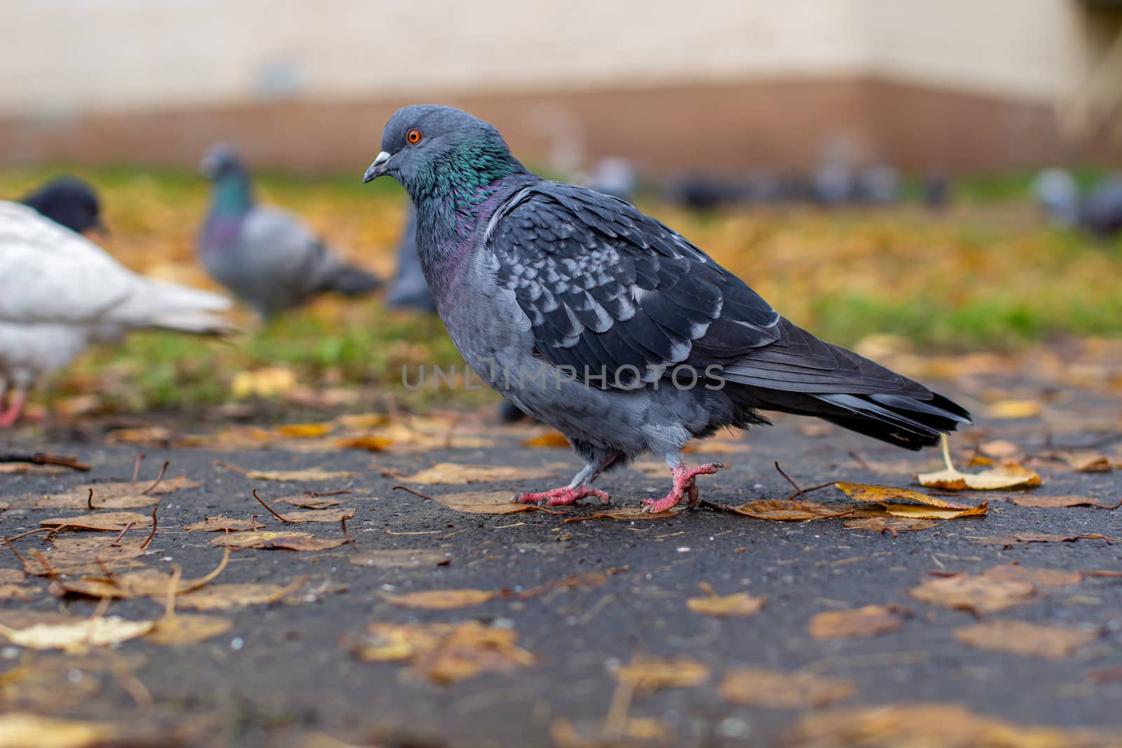 Beautiful dove with iridescent coloring on the pavement in the urban environment in the fall. Autumn leave. Side view