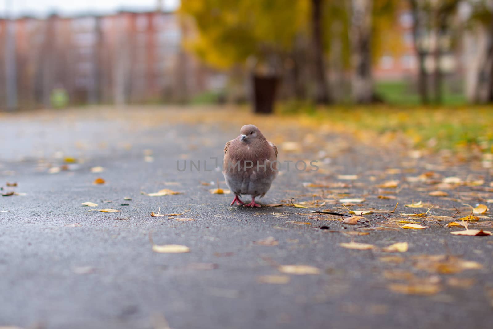 Beautiful pigeon brown and white coloring on asphalt in urban environment in autumn. Autumn leave.