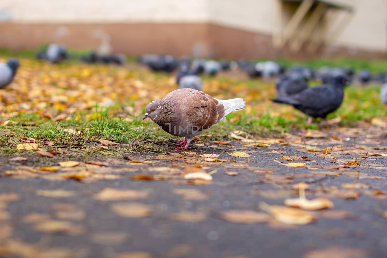 Beautiful pigeon brown and white coloring on asphalt in urban environment in autumn. Autumn leave.