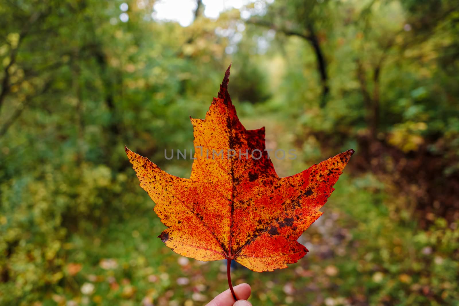 Orange and red maple leaf held up on trail in fall by colintemple