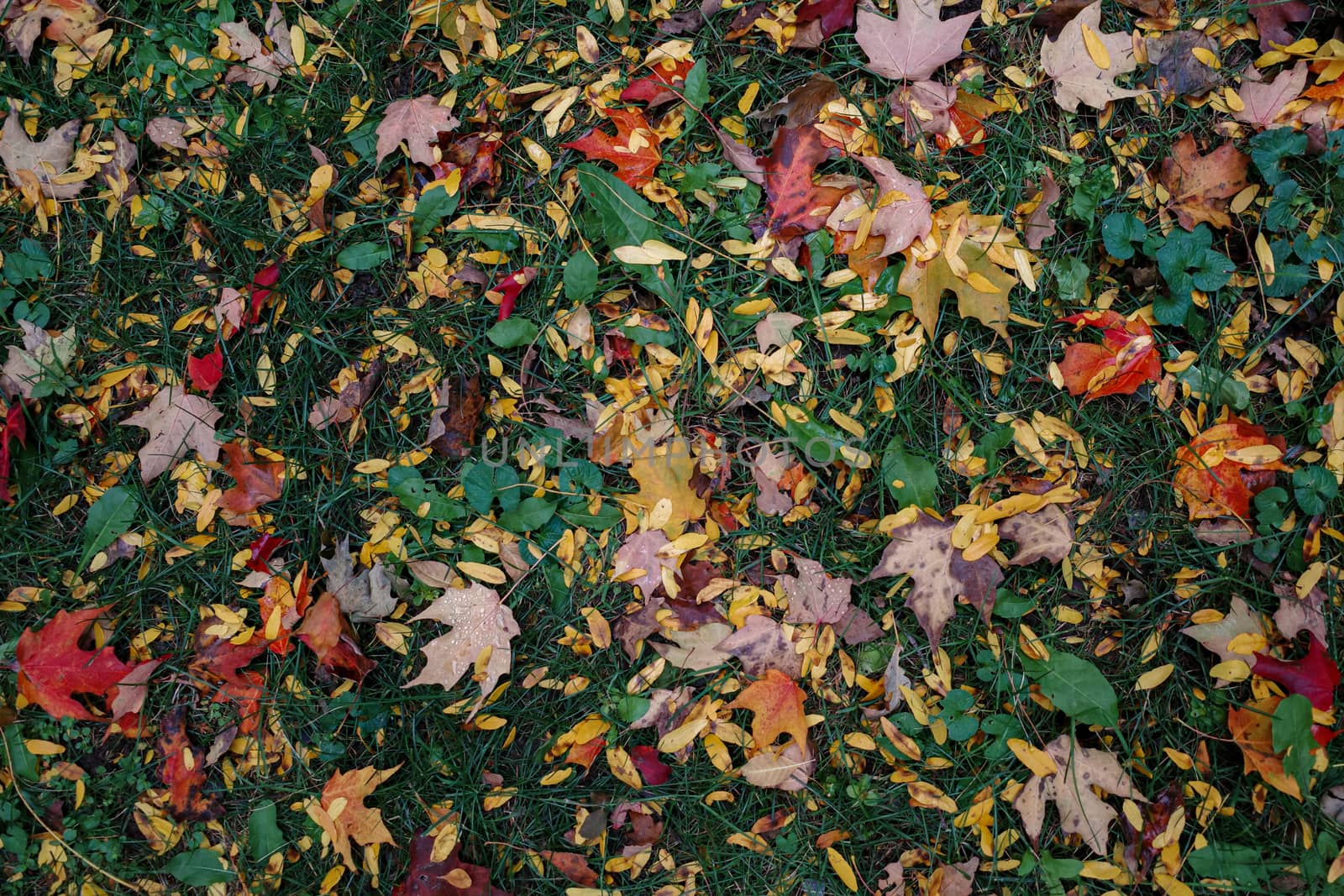 A variety of leaves of yellow, orange and red colors have fallen on green grass and other ground plants in an overhead view.
