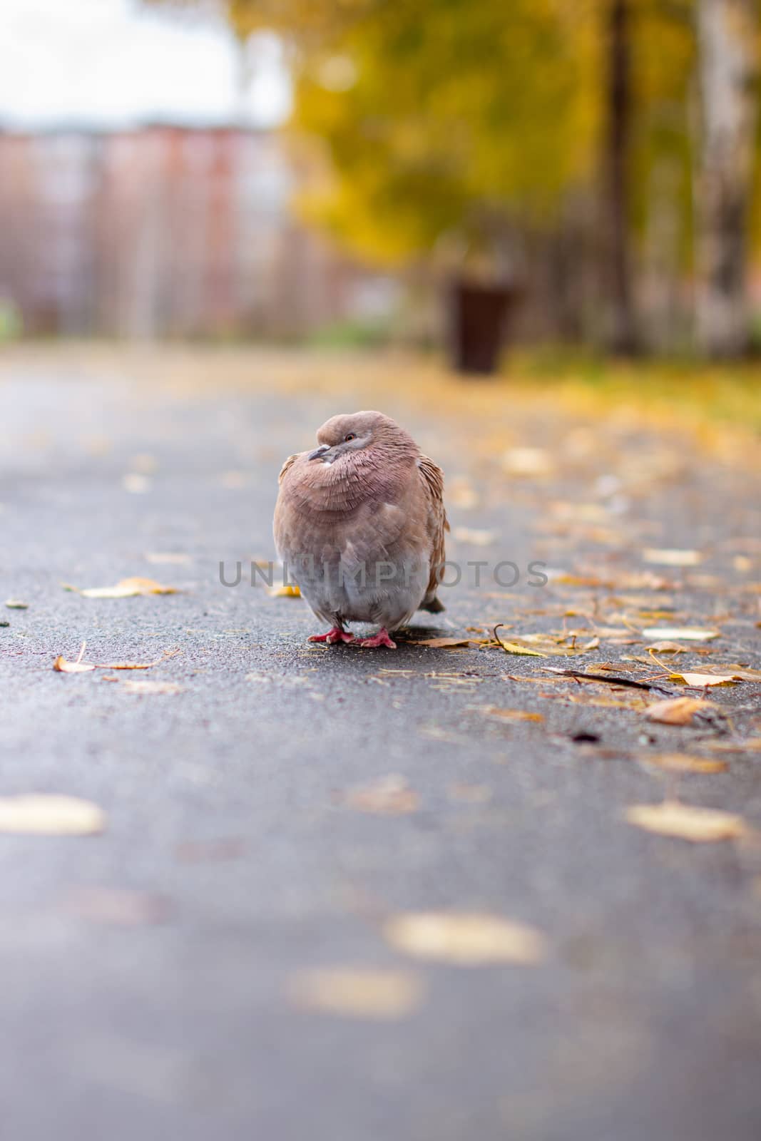 Beautiful pigeon brown and white coloring on asphalt in urban environment in autumn. Autumn leave.