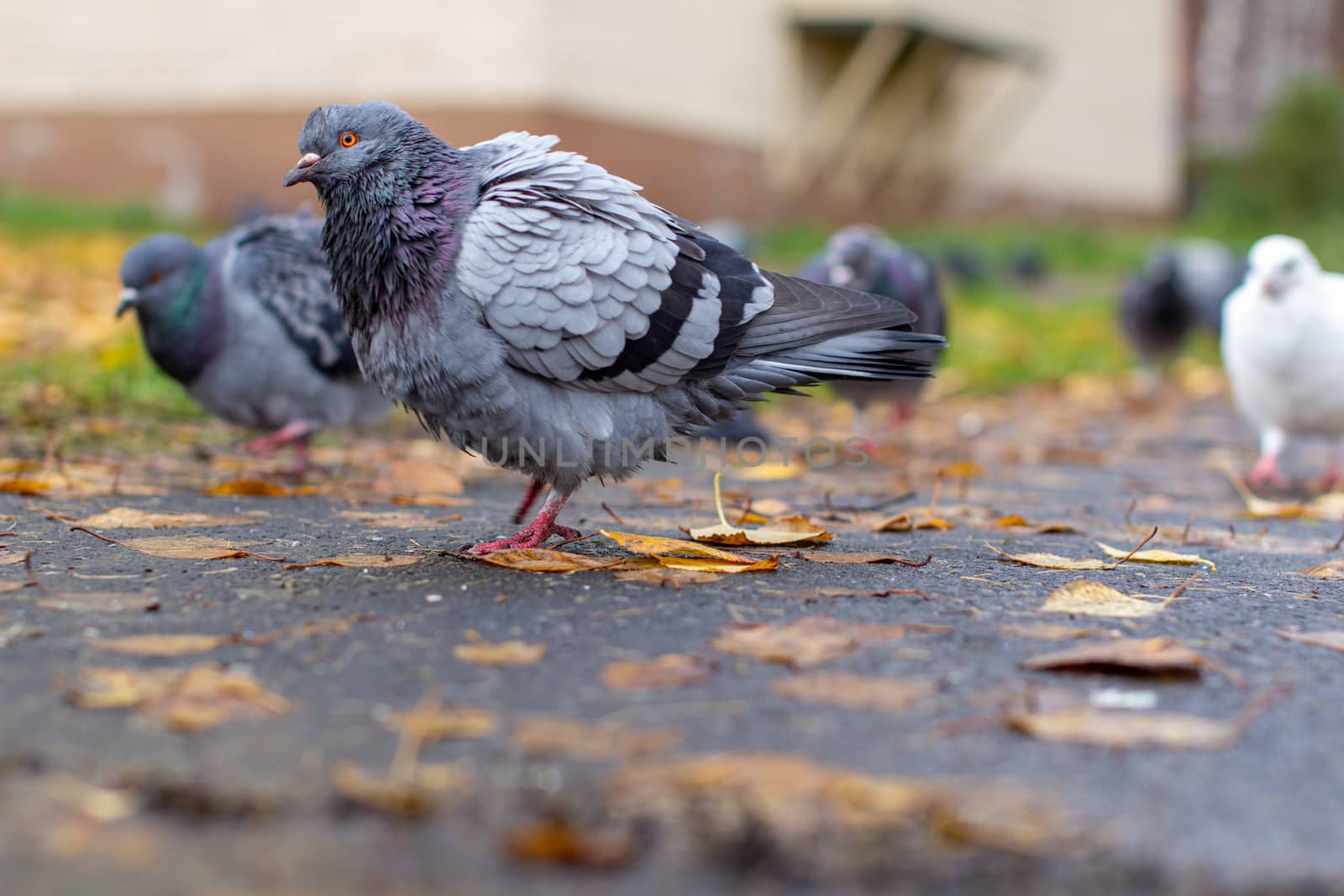 Beautiful dove with iridescent coloring on the pavement in the urban environment in the fall. Autumn leave. Side view