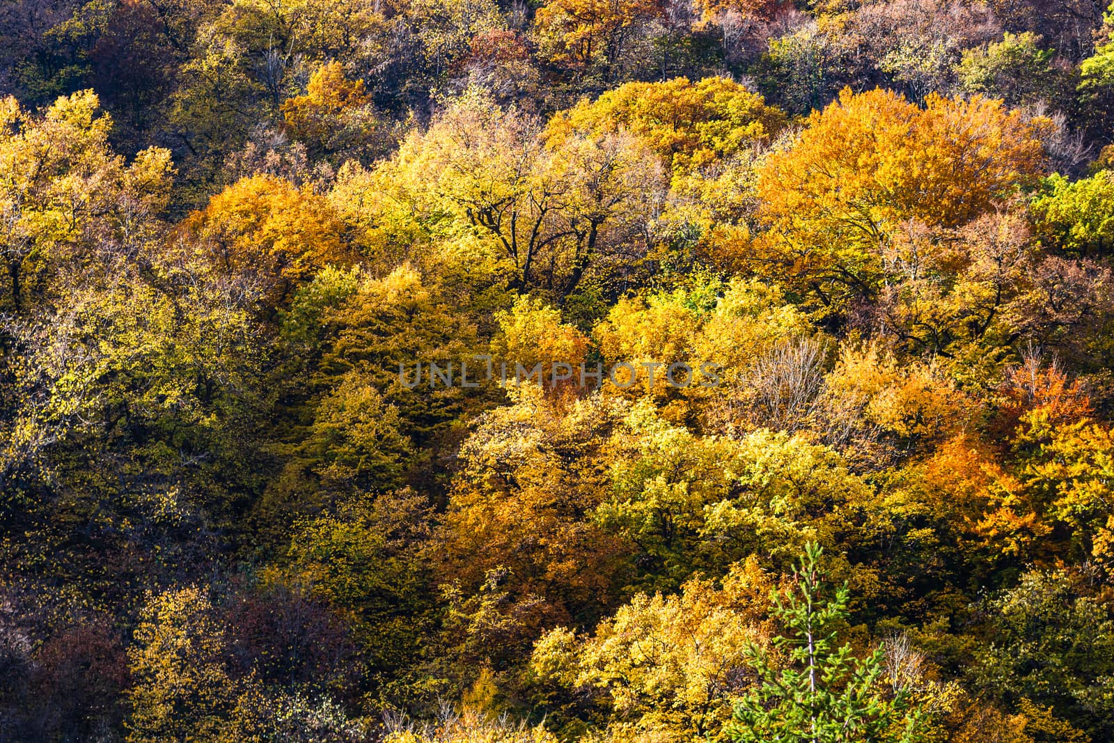 Colorful autumn trees background, autumn forest wallpaper.