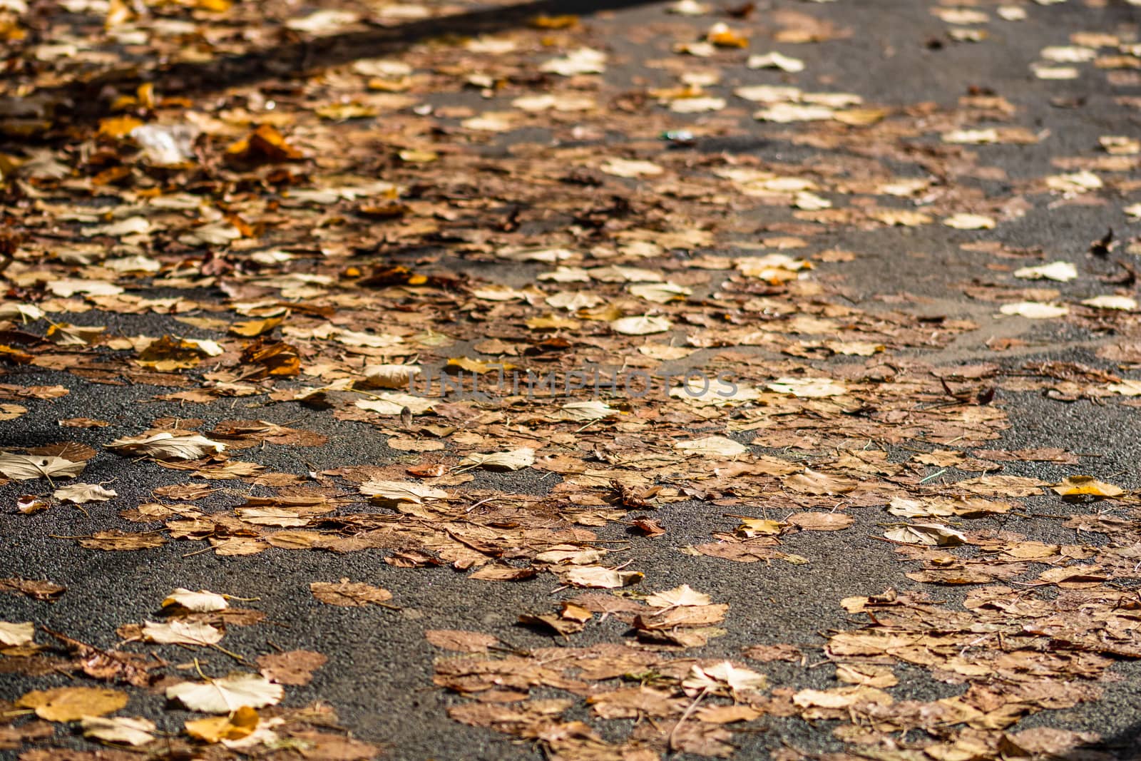 Selective focus on wet path covered with autumn fallen leaves.