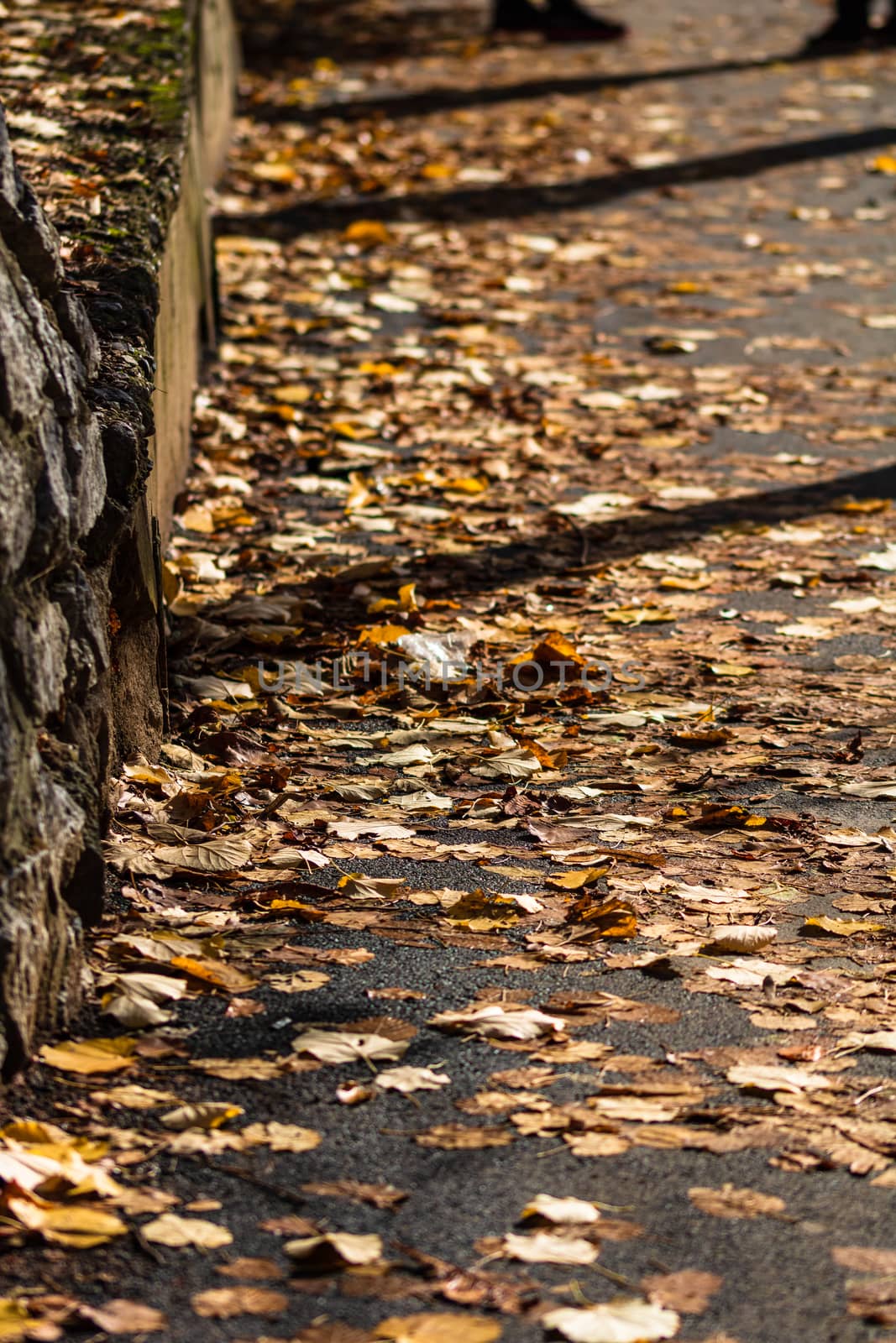 Selective focus on wet path covered with autumn fallen leaves.