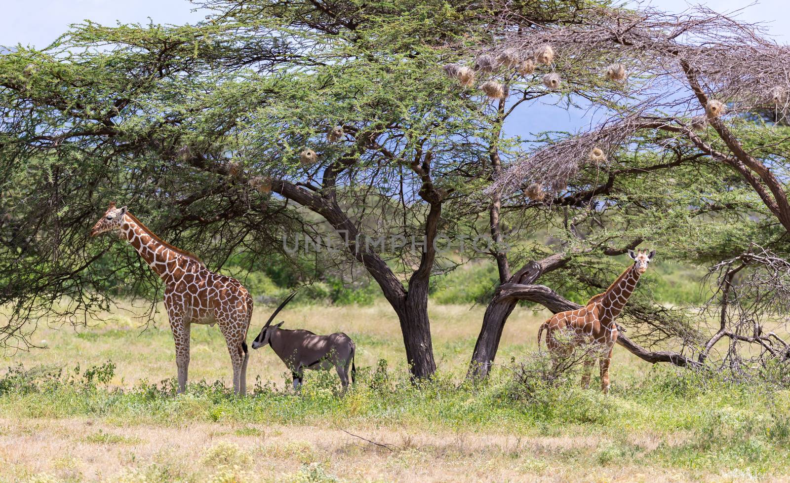 A giraffes and antelopes are standing together under a tree