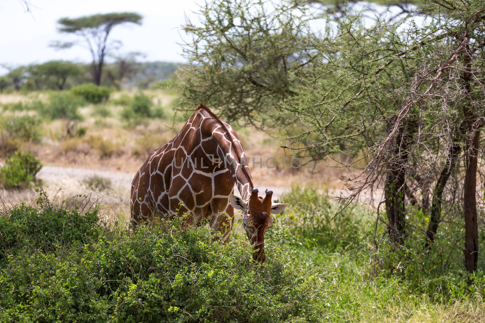One giraffe eats the leaves of a bush