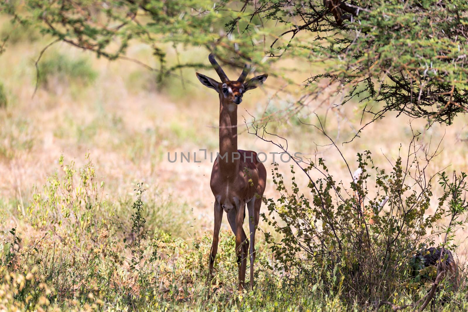 A gerenuk between the plants in the savannah by 25ehaag6