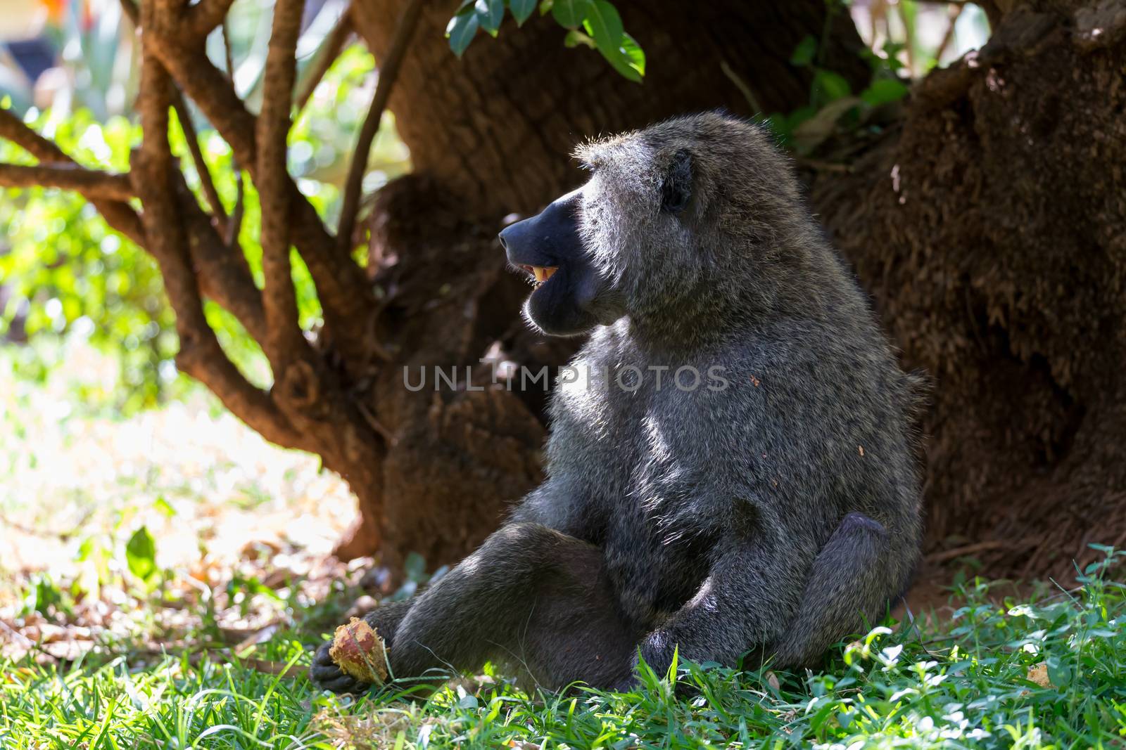 One baboon has found a fruit and eats it