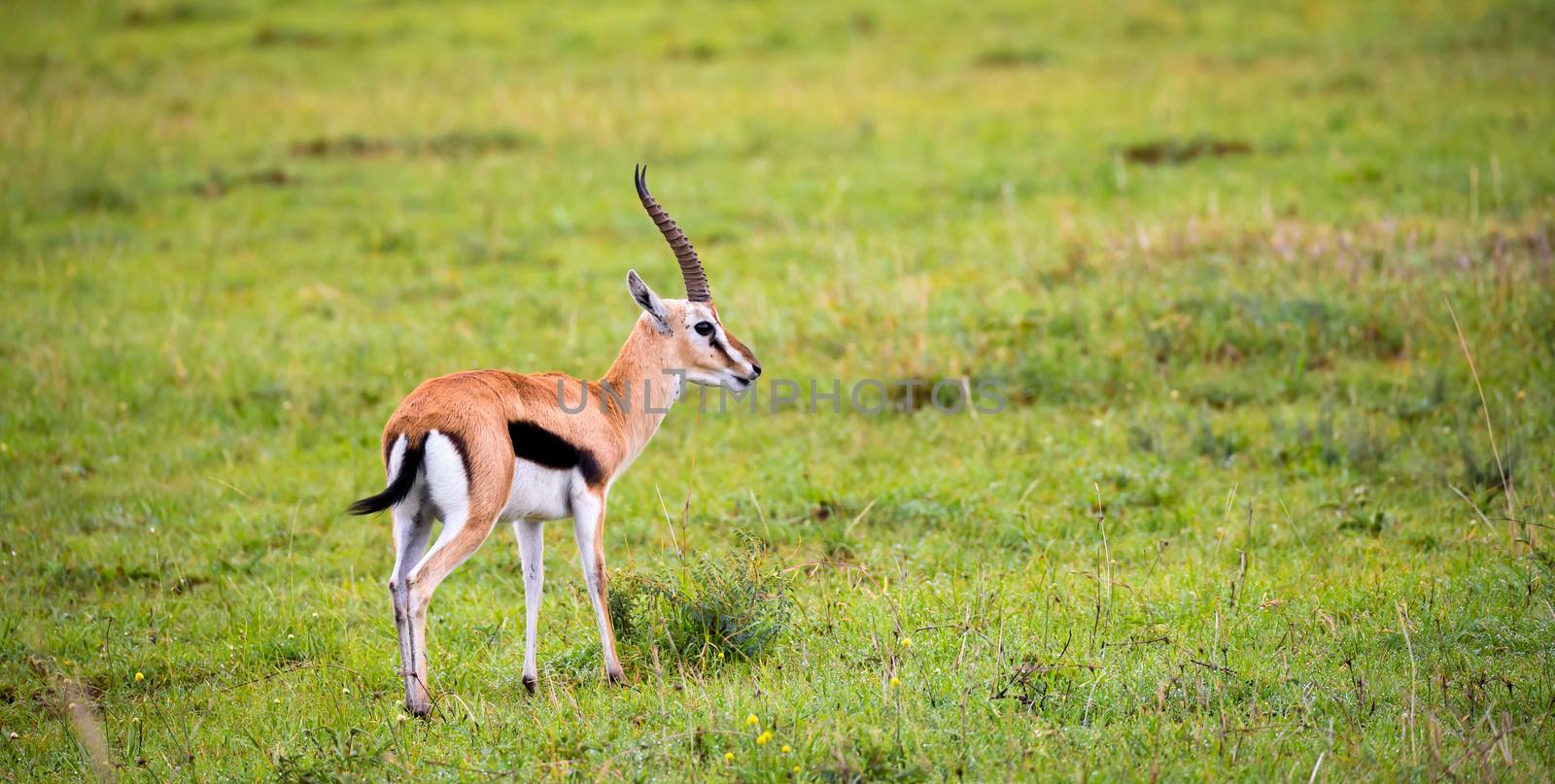 A Thomson's Gazelle in the grass landscape of the savannah in Kenya