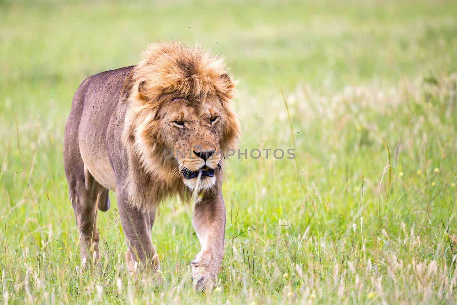 A big male lion is walking in the savannah by 25ehaag6