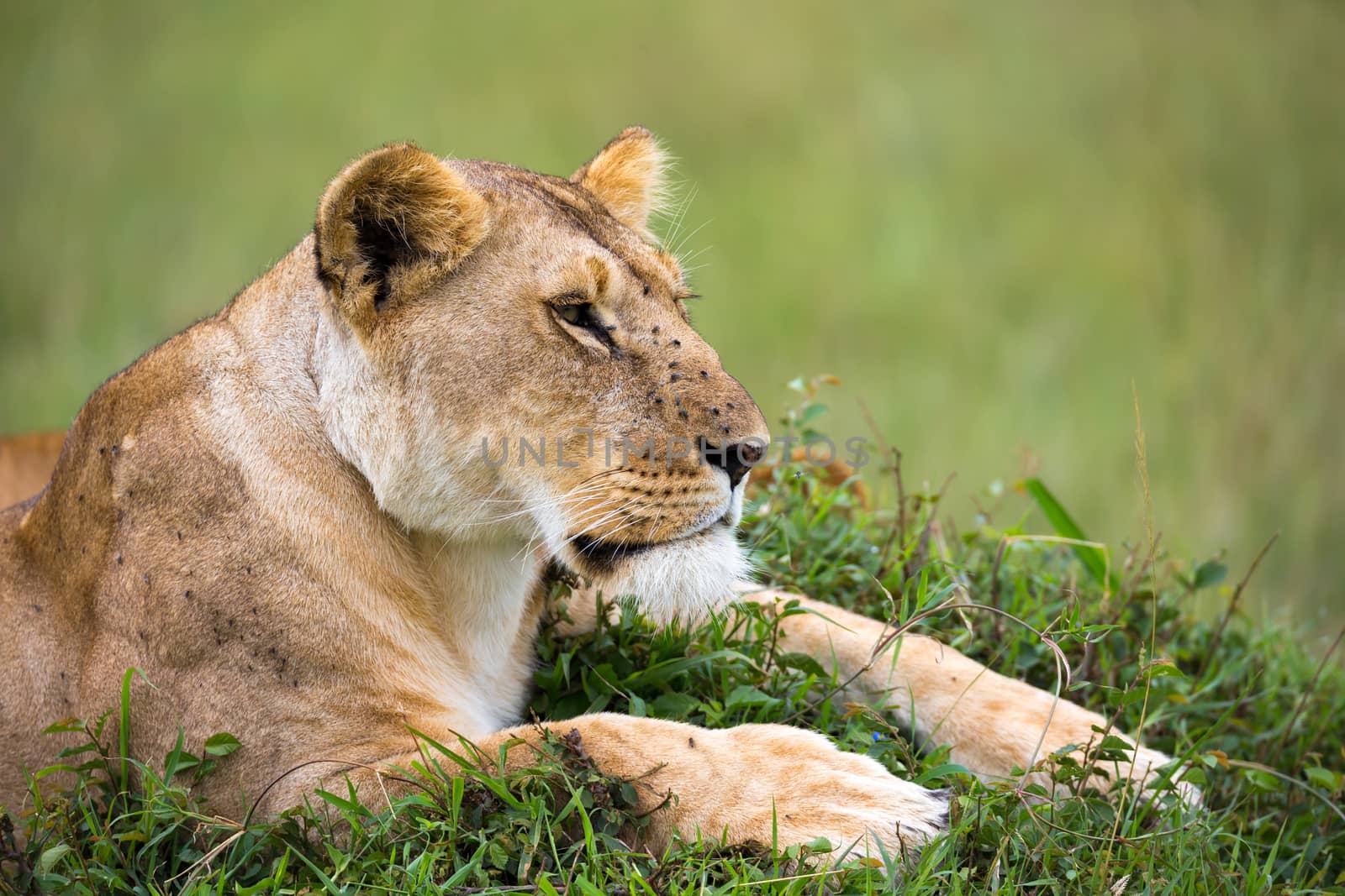 The portrait of a lioness, she lies in the grass in the savannah by 25ehaag6